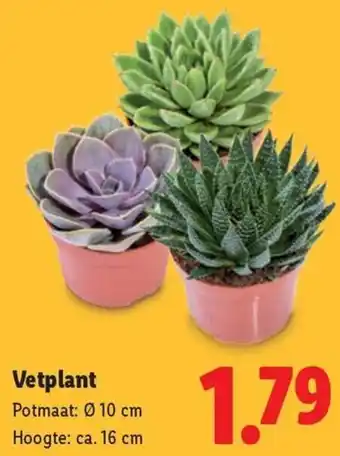 Lidl Vetplant aanbieding