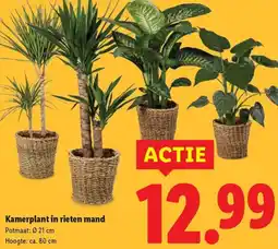 Lidl Kamerplant in rieten mand aanbieding
