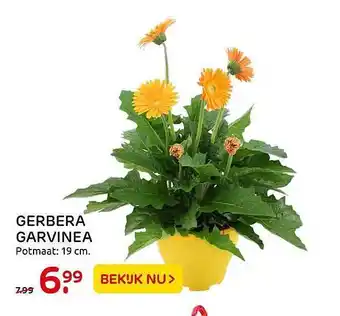 Praxis Gerbera garvinea aanbieding