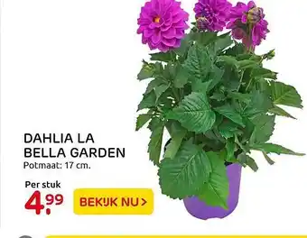 Praxis Dahlia la bella garden aanbieding