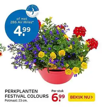 Praxis Perkplanten festival colours aanbieding