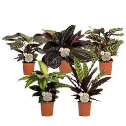Welkoop Calathea Mix - Kamerplant - ⌀ 14 cm aanbieding