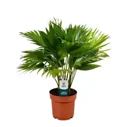 Welkoop Livistona Rotundifolia (waaierpalm) - Kamerplant - ⌀ 14 cm aanbieding