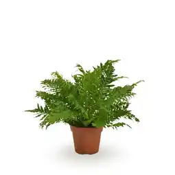 Welkoop Blechnum 'Silver Lady' (dubbelloofvaren) - Kamerplant - ⌀ 17 cm aanbieding