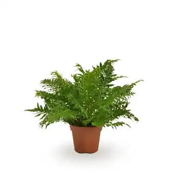 Welkoop Blechnum 'Silver Lady' (dubbelloofvaren) - Kamerplant - ⌀ 17 cm aanbieding