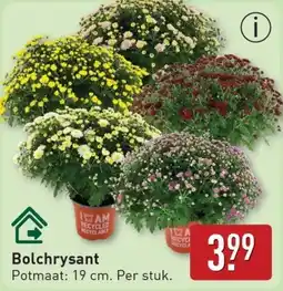 ALDI Bolchrysant aanbieding