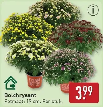 ALDI Bolchrysant aanbieding