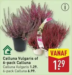 ALDI Calluna Vulgaris of 6-pack Calluna aanbieding