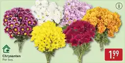 ALDI Chrysanten aanbieding