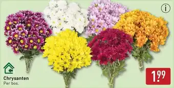 ALDI Chrysanten aanbieding