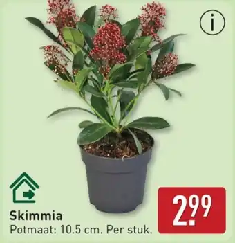 ALDI Skimmia aanbieding