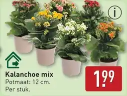 ALDI Kalanchoe mix aanbieding