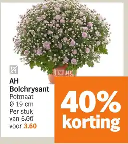 Albert Heijn AH Bolchrysant aanbieding