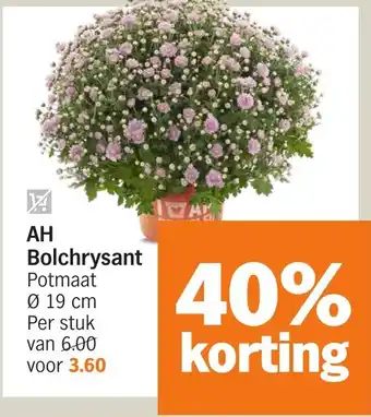 Albert Heijn AH Bolchrysant aanbieding