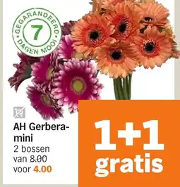Albert Heijn AH Gerbera- mini aanbieding