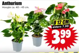 Dirk Anthurium aanbieding