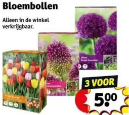 Kruidvat Bloembollen aanbieding