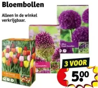 Kruidvat Bloembollen aanbieding
