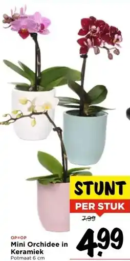 Vomar Voordeelmarkt Mini Orchidee in Keramiek aanbieding