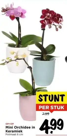Vomar Voordeelmarkt Mini Orchidee in Keramiek aanbieding