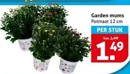 Hoogvliet Garden mums aanbieding