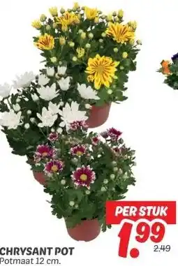 Dekamarkt CHRYSANT POT aanbieding
