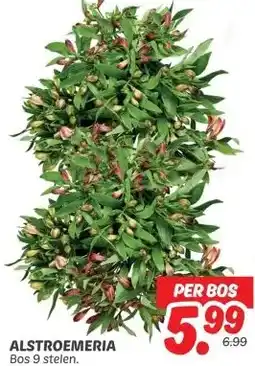 Dekamarkt ALSTROEMERIA aanbieding