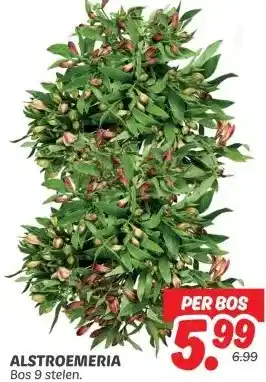 Dekamarkt ALSTROEMERIA aanbieding