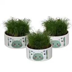 Welkoop Kattengras (Cyperus) in schaal - Kamerplant - ⌀ 16 cm aanbieding