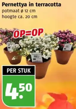 Poiesz Pernettya in terracotta aanbieding