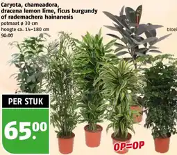 Poiesz Caryota, chameadora, dracena lemon lime, ficus burgundy of rademachera hainanesis aanbieding
