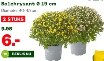 Welkoop Bolchrysant aanbieding