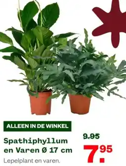 Welkoop Spathiphyllum en Varen aanbieding