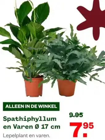 Welkoop Spathiphyllum en Varen aanbieding