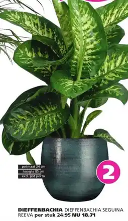 Ranzijn DIEFFENBACHIA DIEFFENBACHIA SEGUINA REEVA aanbieding