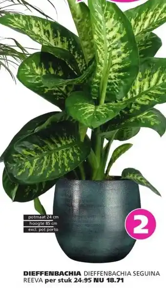 Ranzijn DIEFFENBACHIA DIEFFENBACHIA SEGUINA REEVA aanbieding