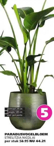 Ranzijn PARADIJSVOGELBLOEM STRELITZIA NICOLAI aanbieding