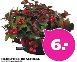 Ranzijn BERGTHEE IN SCHAAL GAULTHERIA aanbieding