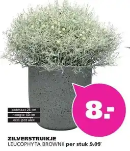 Ranzijn ZILVERSTRUIKJE LEUCOPHYTA BROWNII per stuk aanbieding