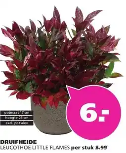 Ranzijn DRUIFHEIDE LEUCOTHOE LITTLE FLAMES aanbieding