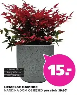 Ranzijn HEMELSE BAMBOE NANDINA DOM OBSESSED aanbieding