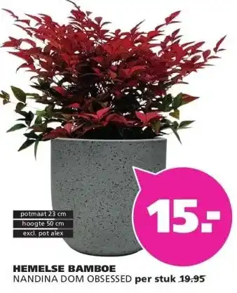 Ranzijn HEMELSE BAMBOE NANDINA DOM OBSESSED aanbieding
