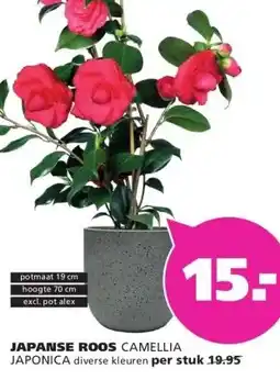 Ranzijn JAPANSE ROOS CAMELLIA JAPONICA aanbieding