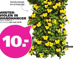Ranzijn WINTER- VIOLEN IN WANDHANGER VIOLA CORNUTA aanbieding