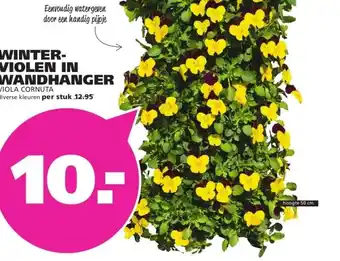 Ranzijn WINTER- VIOLEN IN WANDHANGER VIOLA CORNUTA aanbieding
