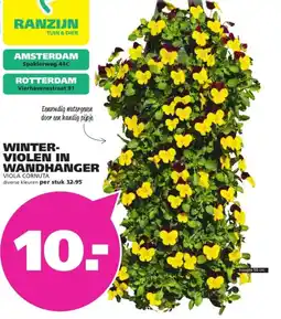 Ranzijn Winterviolen in wandhanger aanbieding