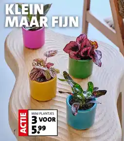 Intratuin Mini plantjes aanbieding