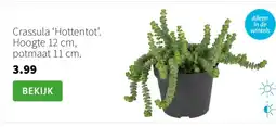 Intratuin Crassula Hottentot aanbieding