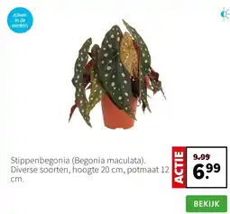 Intratuin Stippenbegonia aanbieding