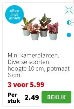 Intratuin Mini kamerplanten aanbieding